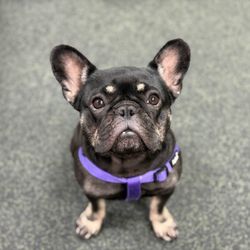 Dogtopia North Austin - Miss Winnie modeling her pretty purple harness - safe for our brachycephalic players!