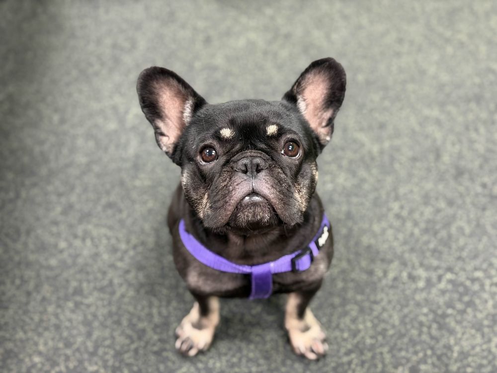 Dogtopia North Austin - pet boarding facility in Austin, TX