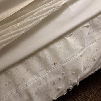 Sea Time Condominium - Blood on mattress cover, yuck! - Condominiums Near Me - Ocean City, Maryland Sea Time Condominium - Blood on mattress cover, yuck! - Condominiums Near Me - Ocean City, Maryland