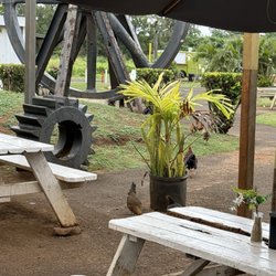 Kahuku Sugar Mill - Dining area popular with the local free-range chickens