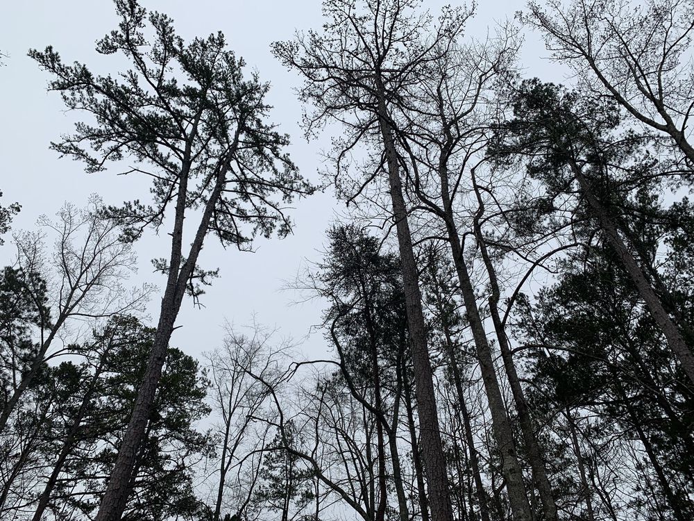 ATLANTA TREE ALL STARS 54 Photos & 28 Reviews Tree Services 1540