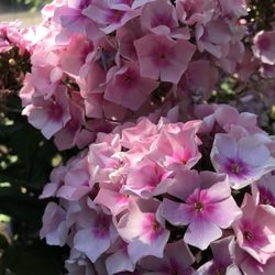 C&C Nursery and Landscape Maintenance