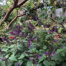 purple flowers in a garden purple flowers in a garden
