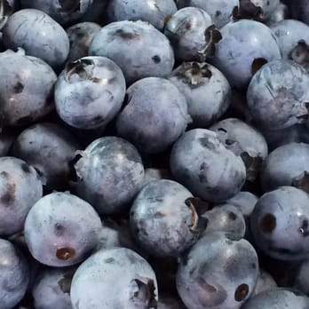 Blueberry Hill - Berkeley Blueberries - Farmers Market Near Me - Red Lion, Pennsylvania Blueberry Hill - Berkeley Blueberries - Farmers Market Near Me - Red Lion, Pennsylvania