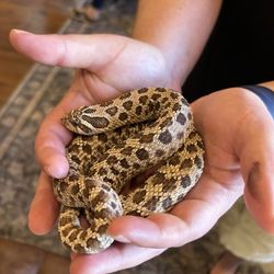 Clint's Reptile Room