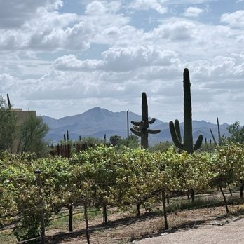 Old Pueblo Cellars - Demonstration vineyard out front. Looks like it is dry farmed. - Wine Tasting Room Near Me - Tucson, Arizona Old Pueblo Cellars - Demonstration vineyard out front. Looks like it is dry farmed. - Wine Tasting Room Near Me - Tucson, Arizona