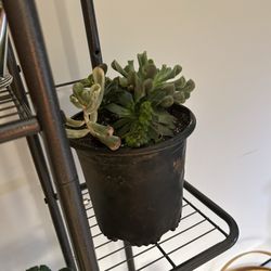 Plant World - Succulent
