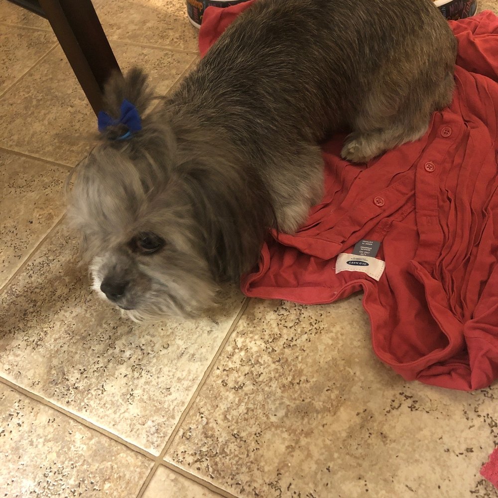 Paramus Puppy Spa - My baby - Pet Groomers Near Me - Paramus, New Jersey Paramus Puppy Spa - My baby - Pet Groomers Near Me - Paramus, New Jersey