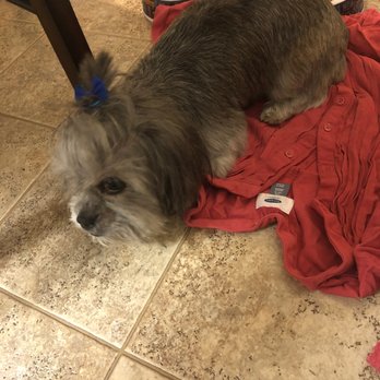Paramus Puppy Spa - My baby - Pet Groomers Near Me - Paramus, New Jersey Paramus Puppy Spa - My baby - Pet Groomers Near Me - Paramus, New Jersey