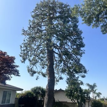 JBS Tree Care - This is the "Monster" freshly thinned out - Tree Services Near Me - Pomona, California