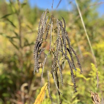 Daubenspeck Community Nature Park - Creepy plant - Parks Near Me - Indianapolis, Indiana Daubenspeck Community Nature Park - Creepy plant - Parks Near Me - Indianapolis, Indiana