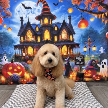 Spa 4 Paws - Pet Groomers Near Me - Titusville, Florida Spa 4 Paws - Pet Groomers Near Me - Titusville, Florida