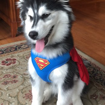 North Pittsburgh Animal Behavior - Pet Training Near Me - Gibsonia, Pennsylvania North Pittsburgh Animal Behavior - Pet Training Near Me - Gibsonia, Pennsylvania