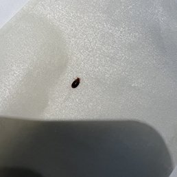 Bed Bug caught Courtyard Marriott Wayne NJ Bed Bug caught Courtyard Marriott Wayne NJ