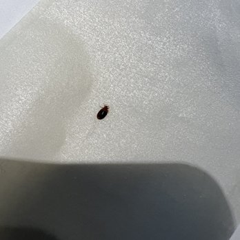 Courtyard by Marriott Wayne Fairfield - Bed Bug caught Courtyard Marriott Wayne NJ - Hotels Near Me - Wayne, New Jersey Courtyard by Marriott Wayne Fairfield - Bed Bug caught Courtyard Marriott Wayne NJ - Hotels Near Me - Wayne, New Jersey