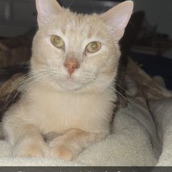 Essington Road Animal Hospital