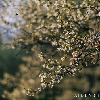 Arnold Arboretum - Parks Near Me - Boston, Massachusetts