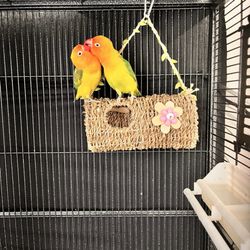 Hector's Pet Store