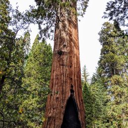 General Grant Tree General Grant Tree