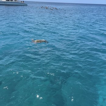 Aqua Zone - Turtles - Scuba Diving Near Me - Honolulu, Hawaii