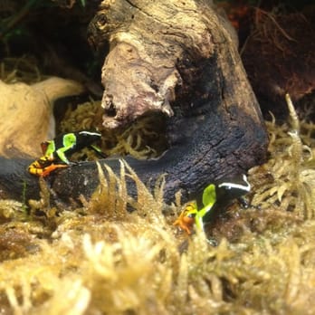 East Bay Vivarium - Painted Mantella - Reptile Shops Near Me - Berkeley, California East Bay Vivarium - Painted Mantella - Reptile Shops Near Me - Berkeley, California