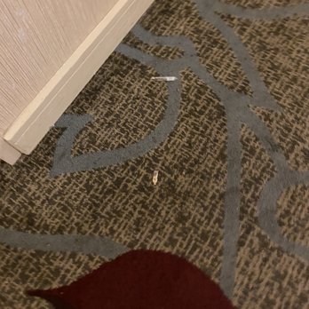 DoubleTree by Hilton Hotel Pittsburgh - Green Tree - Just one piece of random trash that was in the hallway our whole entire stay - Hotels Near Me - Pittsburgh, Pennsylvania