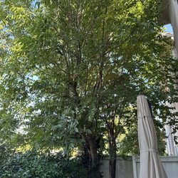 Organic Activity - Before