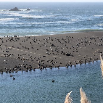 Seacliff On The Bluff - The mouth of the Gualala river meets the Pacific Ocean and the birds meet to celebrate! - Hotels Near Me - Gualala, California Seacliff On The Bluff - The mouth of the Gualala river meets the Pacific Ocean and the birds meet to celebrate! - Hotels Near Me - Gualala, California