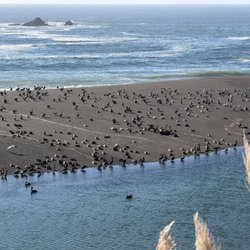 Seacliff On The Bluff - The mouth of the Gualala river meets the Pacific Ocean and the birds meet to celebrate!