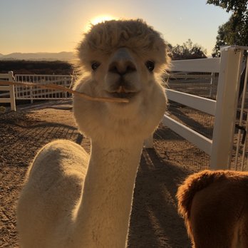 The Alpaca Hacienda - Attraction Farms Near Me - Temecula, California