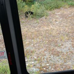 Dyea Dave Tours - A Bear oh my.