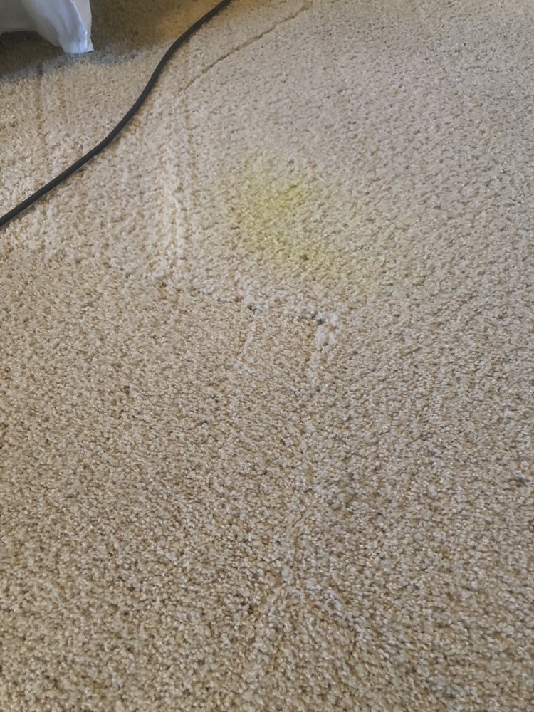 OXI FRESH CARPET CLEANING Updated June 2024 29 Photos Goodyear