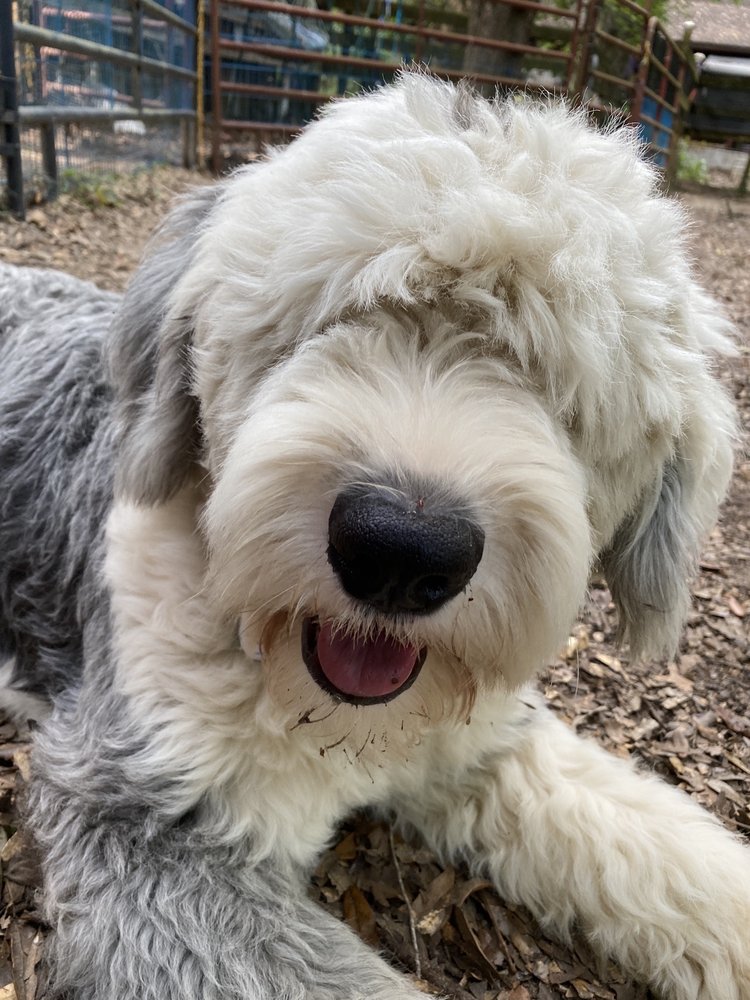 WALK THE TAIL Updated June 2024 111 Photos 355 St Angelo Rd