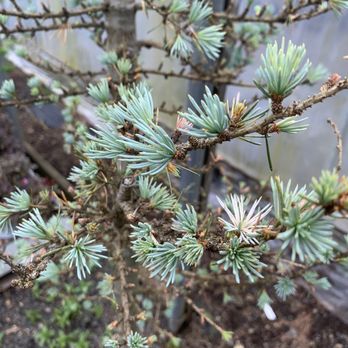 JAndy Acres - Speciality cedar - Nurseries & Gardening Near Me - Tillamook, Oregon