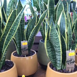 Moens Garden Center
