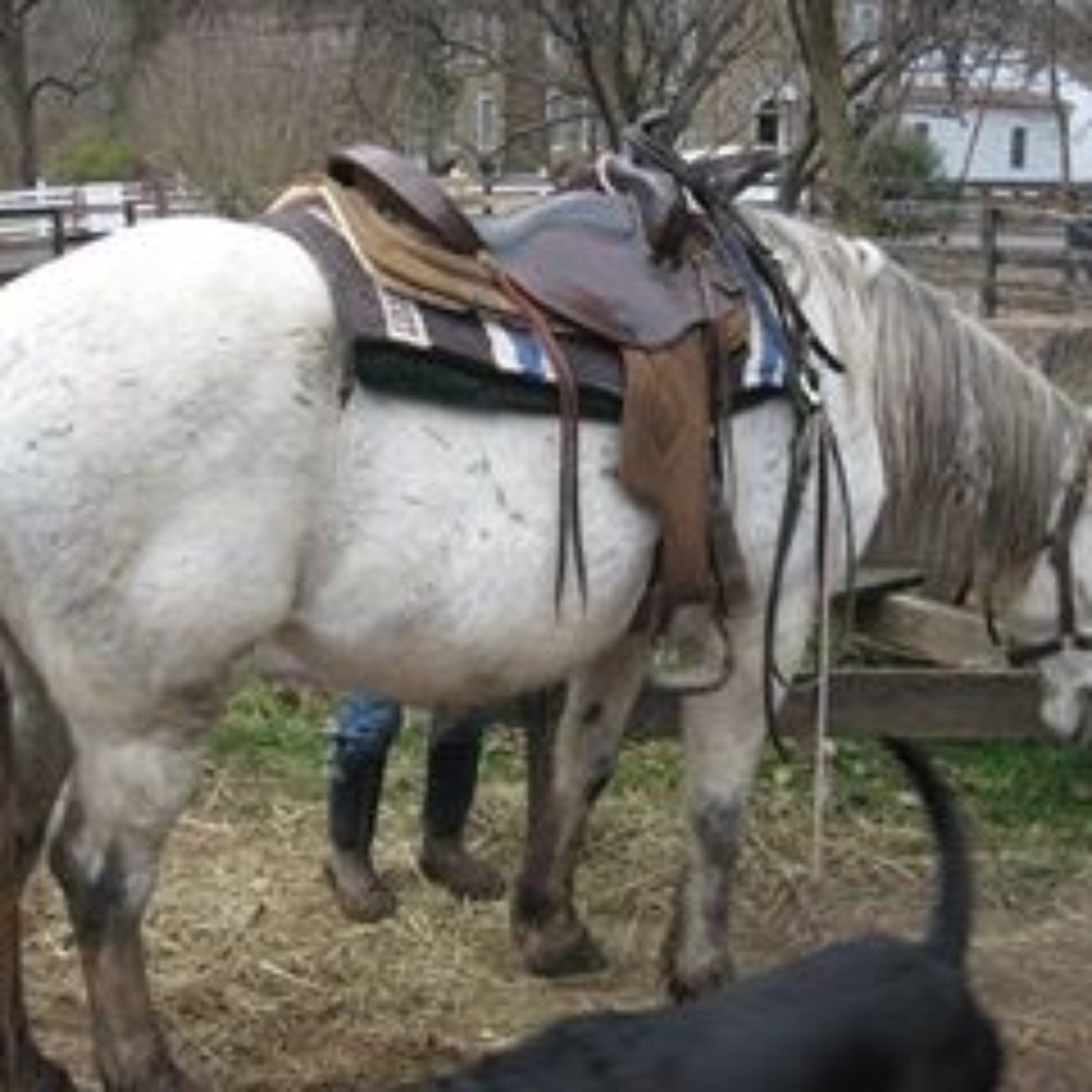 Sheeder Mill Farm - Horseback Riding Near Me - Spring City, Pennsylvania Sheeder Mill Farm - Horseback Riding Near Me - Spring City, Pennsylvania