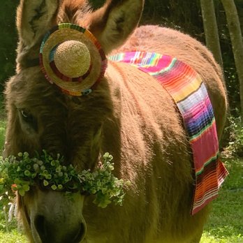 Llamazing Party Animals - Petting Zoos Near Me Llamazing Party Animals - Petting Zoos Near Me