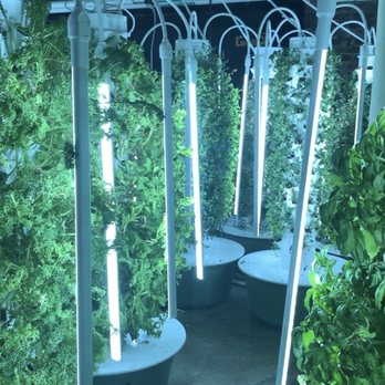 Gather - Basement grow room. Free to visit and encourages you to taste their fresh greens. - New American Near Me - Omaha, Nebraska Gather - Basement grow room. Free to visit and encourages you to taste their fresh greens. - New American Near Me - Omaha, Nebraska