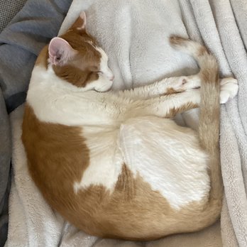 Bond Vet - Forest Hills - Veterinarians Near Me - Queens, New York