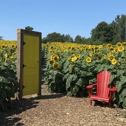 Brooks Farms - Sunflowers