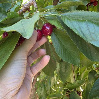 Mariani Orchards Harvest Experience - Delicious cherries. - Pick Your Own Farms Near Me - Morgan Hill, California Mariani Orchards Harvest Experience - Delicious cherries. - Pick Your Own Farms Near Me - Morgan Hill, California