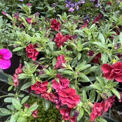 luna's Gardens