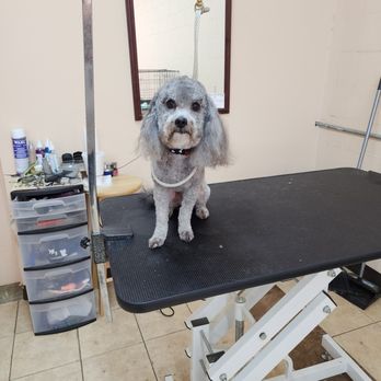 Country Pawz Grooming - Pet Groomers Near Me - Plainview, Arkansas Country Pawz Grooming - Pet Groomers Near Me - Plainview, Arkansas