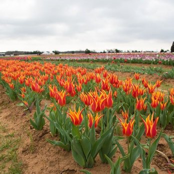 Texas-Tulips - Nurseries & Gardening Near Me - Pilot Point, Texas