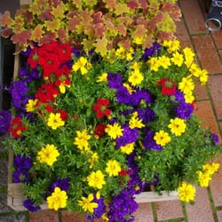 Blumen am Schloss - Blumentöpfe