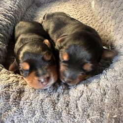 Deep Roots Animal Clinic - 3 day old Yorkie puppies