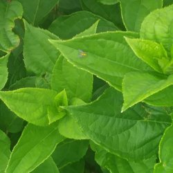 Joe's Lawn Care & Landscape Solutions - Insects could become nuisance during the year