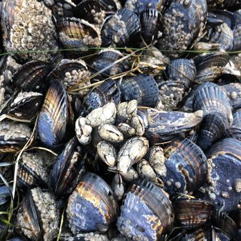 Flora & Fungi Adventures - Food Tours Near Me