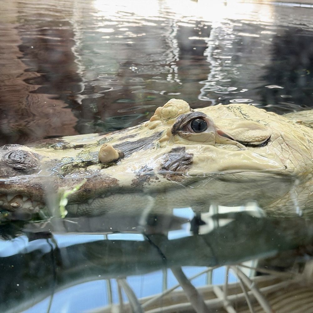 Audubon Aquarium - Leucistic alligator - Aquariums Near Me - New Orleans, Louisiana Audubon Aquarium - Leucistic alligator - Aquariums Near Me - New Orleans, Louisiana