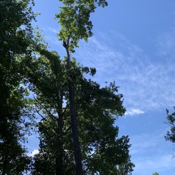 SANDOVAL LANDSCAPING - Excellent tree removal and rope work. - Landscaping Near Me SANDOVAL LANDSCAPING - Excellent tree removal and rope work. - Landscaping Near Me